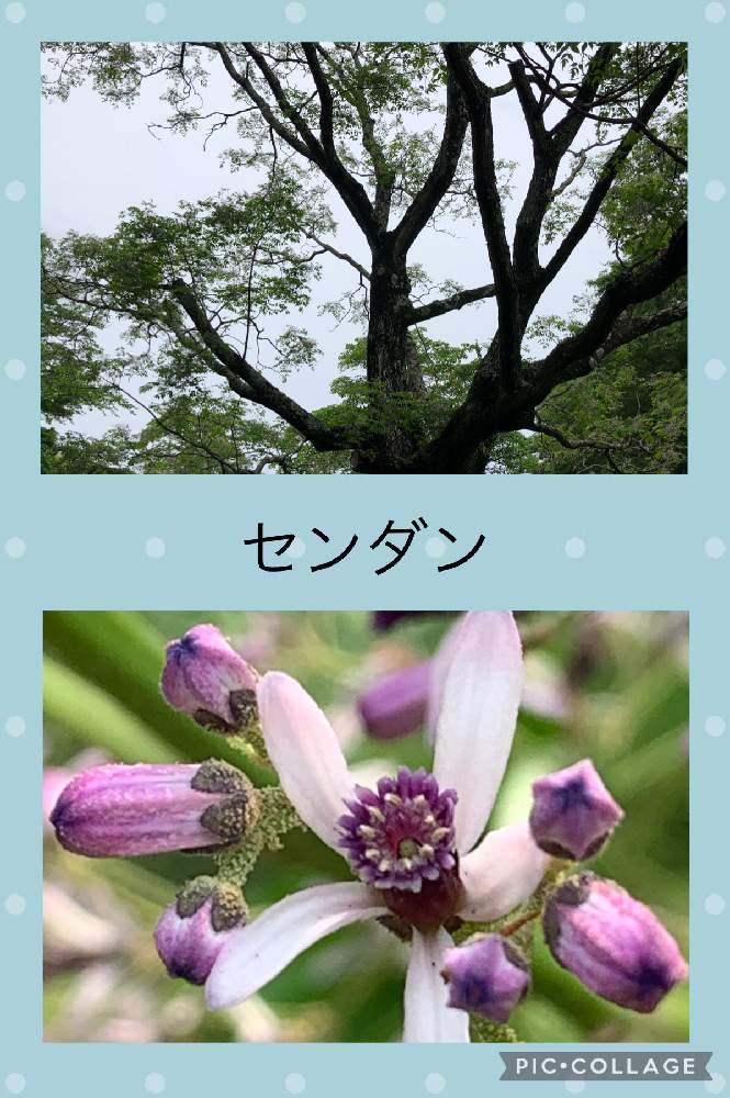 センダンの投稿画像 By ケントさん 花木と紫色の花と土曜日は紫の花と散歩とチーム千葉 と佐倉城址公園と花木と紫色の花と土曜日は紫の花と散歩とチーム千葉 と佐倉城址公園 22月5月21日 Greensnap グリーンスナップ Greensnap グリーンスナップ