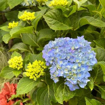庭パトの画像 by Yossyさん | 庭パトと開花中とお気に入り♡と西安(シーアン)と順調と鉢植えとブルーの花と秋色紫陽花と古参