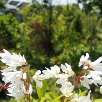 東北人花の会の画像 by きょうさん | ヒメウツギとGSに感謝。ときれいだな♡と花のある暮らしと東北人花の会と白い花♡