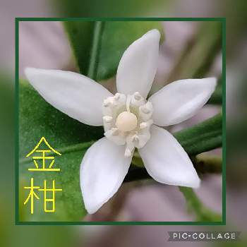 キンカンの花の投稿画像一覧 Greensnap グリーンスナップ