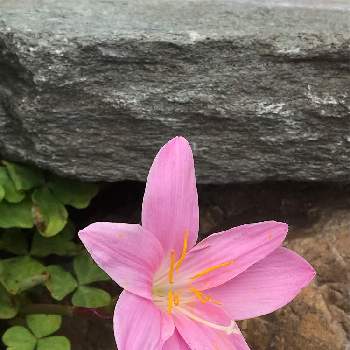 ゼフィランサス(サフランモドキ)の画像 by あきらさん | ゼフィランサス(サフランモドキ)とピンクの花と咲いた咲いたと初夏の庭と初夏のお花
