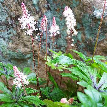 ティアレラ ピンクスカイロケットの投稿画像一覧 Greensnap グリーンスナップ