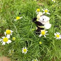 カモミール,白い花,ミツバチ,今朝のお庭の画像