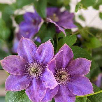 紫の花の画像 by Green Heaven✳️さん | クレマチスと春のお花とno flower no lifeとはなはなときれいとはなのある暮らしと紫の花と紫のお花
