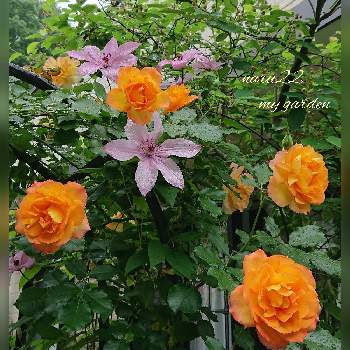 私の癒し♡の画像 by naru22さん | 小さな庭とバラ ’ サハラ '98 ’ とジューンベリーとクレマチス ハーグレイハイブリットと私の癒し♡と私の癒しのバラと素敵なクレマと花芽が出たよ ♡とおうち園芸と花のある暮らしとばら 薔薇 バラとワクワク♡と庭の宿根草