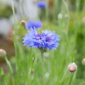 ヤグルマギク,おしゃれな土曜日♪,青い花とその葉を写そう！2022,青い小さな花マニア,Juneの会の画像