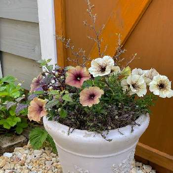 ペチュニアカプチーノの投稿画像一覧 Greensnap グリーンスナップ