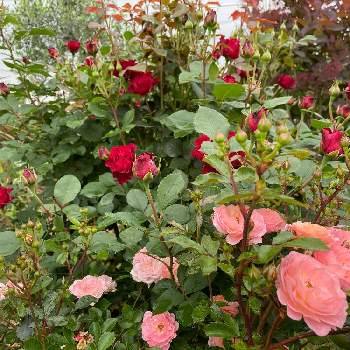 赤薔薇の画像 by ラックスさん | 広い庭とドリフトローズアプリコットとオマージュアバルバラと広いお庭と薔薇のある家とガーデニングと四季咲バラとアプリコット色と赤薔薇