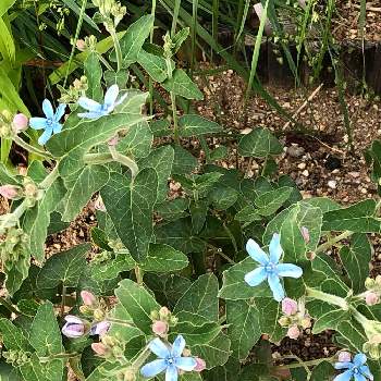 オキシペタラム ブルースター,耐寒性宿根草,ブルーの花,おうち園芸,小さな庭の画像