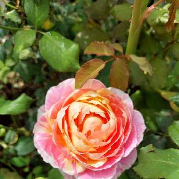 クロード・モネの画像 by あずそらさん | 小さな庭とクロード・モネと大好きな薔薇と薔薇の咲く庭と無農薬の薔薇
