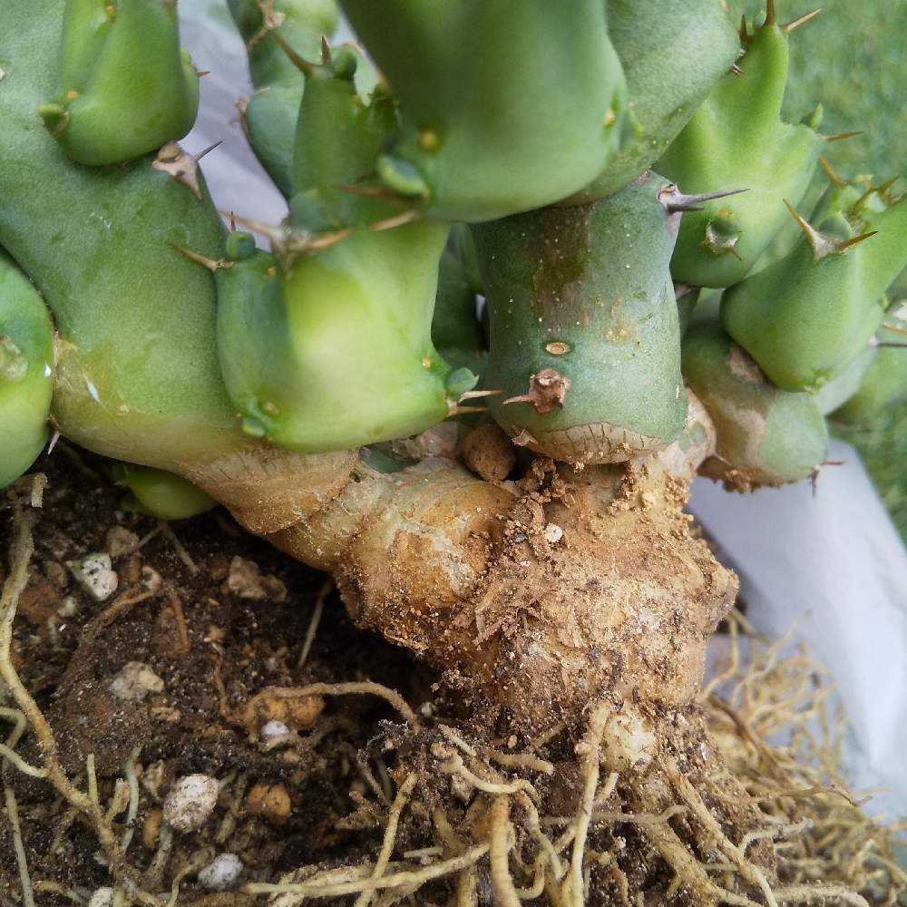 ☆サボテン・多肉植物☆803☆ ユーフォルビア プリムリフォリア
