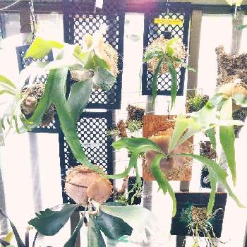 着生植物, コウモリラン ,観葉植物,植物のある暮らし, ビカクシダの画像