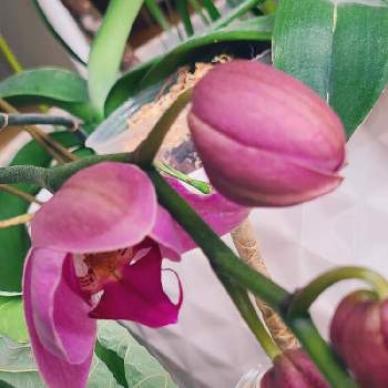 うれしいの画像 by ぐりちゃんさん | バルコニー/ベランダと胡蝶蘭とかわいいときれいと咲いたとうれしい