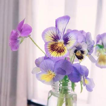 お花を楽しむの画像 by Yukoさん | 窓辺とビオラとパンジーとお花を楽しむとおはな。と身近な花と青い花とおうち園芸とささやかな幸せと小さい花と花のある暮らしとかわいいな♡と切り花