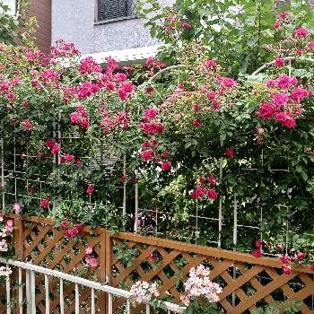 薔薇♡の画像 by あかねさん | 小さな庭と花のある暮らしと薔薇♡
