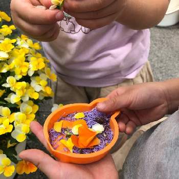 紫色の花の画像 by いっとさん | ビオラとアスペルラとすみれと春のお花とビオラ・パンジーとオレンジ色の花と晴れの日とGS2年生と紫色の花とGS映えとおうち園芸とガーデニング初心者と花いろいろとスミレ♡とGS forキッズと花のある暮らしとオレンジ色のお花