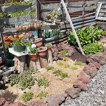 ロックガーデンの画像 by 順どんさん | 小さな庭と多肉植物いろいろと鉢植え、とハーブいろいろとロックガーデンとミニロックガーデン