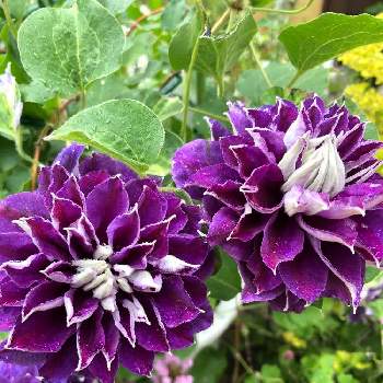 10 Off クレマチス 花炎 てしお 新紫玉 春姫 植物 観葉植物 Www Maxsorrisofranquias Com Br Www Maxsorrisofranquias Com Br