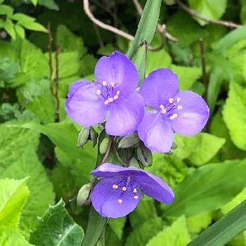 紫色の花の画像 by フミさん | お出かけ先とムラサキツユクサと紫色の花と宿根草♪と美しく青きドヨウと近所と可愛いと遊歩道と散歩中