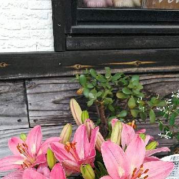 お花を楽しむの画像 by ミュウミルさん | エントランスとゆりとお花を楽しむと癒しと植物の力とおうち園芸とがんばれ❣️と鉢植えと可愛いと花のある暮らしとプランター植え