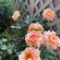 ベランダガーデン,開花！,バラ＊フレグラントアプリコット,おうち園芸,バルコニー/ベランダの画像