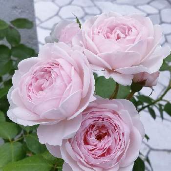 クリスティアーナ　バラの画像 by Bree Van de Kampさん | 小さな庭とばら バラ 薔薇とクリスティアーナ　バラとおうち園芸とばら大好きとガーデニングと花のある暮らし