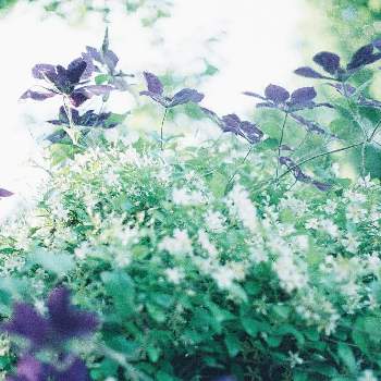 癒しのグリーンの画像 by yohiさん | お出かけ先とテッセン（くれまちす）とスタージャスミン（トウテイカカズラ）とクレマチスとジャスミンとフィルムカメラと新緑の季節と癒しのグリーンと可愛い花と公園とお散歩写真とガーデニング初心者ともりもりと 野花と小さい花と公園散歩と白い花とお散歩とお花は癒しと森林浴とフィルム写真