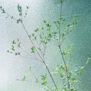 枝ものの画像 by yohiさん | 窓辺とドウダンツツジとフィルムカメラとみどりのある暮らしと新緑の季節と癒しのグリーンとグリーンのある暮らしと枝ものとフィルム写真とインテリアグリーン
