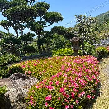 いいお天気♪の画像 by ＊mokonatsu＊.*さん | 広い庭と松の木とイヌマキとサツキと週末ガーデナーとピンク❤︎ピンクとサツキ⭐と気持ちいい！と休日の過ごし方と花のある暮らしとお花のある生活とお花好きといいお天気♪と繋がりに感謝✨と自宅