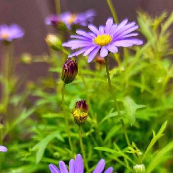 紫の花の画像 by ★Rinさん | 小さな庭とブラキカム ゴールドマットと紫の花とJuneの会