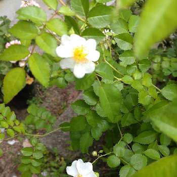 薔薇♡の画像 by Jasmineさん | 小さな庭とノイバラと薔薇♡とミニバラ♡と白い花大好き