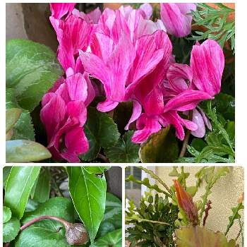 ガーデンシクラメン クレヨンの画像 by shinoさん | ガーデンシクラメン クレヨンとクジャクサボテンとシクラメンの実(種)とかわいいな♡と シクラメンとお花たくさん♡と蕾うれしい