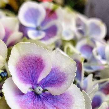 紫の花の画像 by ★Rinさん | 小さな庭と紫陽花  ババリアと紫の花と青い花とJuneの会