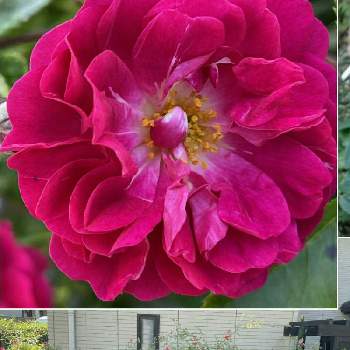 ツルバラ,花のある暮らし,花の都市 福岡の花フォトコン,フェンスの画像