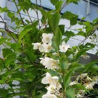 エゴノキ,季節の花,小さな白い花,お出かけ先の画像