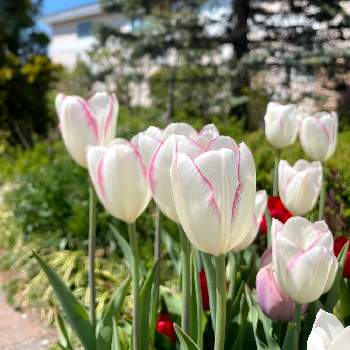今日のチューリップの画像 by tomoさん | チューリップと今日のチューリップと季節の花とお花のある暮らしと北海道からとえこりん村と恵庭市と球根植物