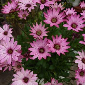オステオスぺルマムの画像 by Yamaguppiさん | 広い庭とオステオスぺルマムとピンクの花とおうち園芸と今日の一枚とガーデニングと花のある暮らし