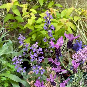 ちいさな花の画像 by わっちぱな！さん | バルコニー/ベランダとちいさな花と植物男子とピンクの花と薄紫色の花とキャットミント(ネペタ)と シモツケとシモツケ“ゴールドフレーム”とフレンチ  ラベンダーと青紫の花と小花とちいさな世界と紫の花
