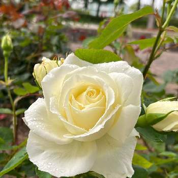 白バラの画像 by たまさん | ばら バラ 薔薇と癒しと心ほっこりと元気もらえると蕾応援団と平和を願う☆とかわいいと白バラと楽しい時間