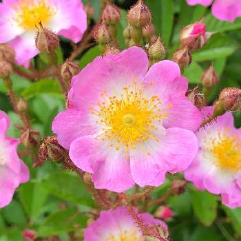 京都府立植物園の画像 by たけのこのっこさん | バレリーナとバラ特集とばら バラ 薔薇とバラはいいなぁとピンクの花とかわいいとバラ・ミニバラと京都府立植物園