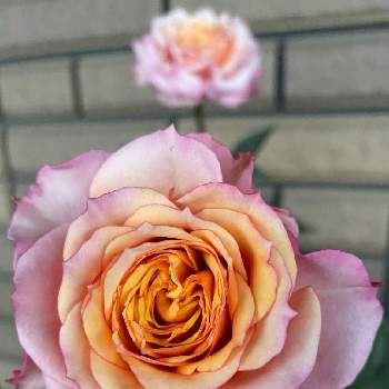 大好き♡︎ʾʾの画像 by ⌘Juneberry⌘さん | ミニバラ タマラ・コルダナとピンクの花とベランダガーデニングと花びらが多くなった♡と鉢植えと可愛いと大好き♡︎ʾʾと今朝のベランダ