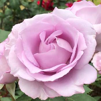 京都府立植物園の画像 by たけのこのっこさん | 夜来香(イエライシャン)とバラ特集とばら バラ 薔薇とバラはいいなぁと紫色の花とバラ・ミニバラと京都府立植物園