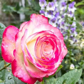 可愛いピンクの画像 by マリアさん | 小さな庭と薔薇 ジュビレデュ プリンス ドゥ モナコと2022Rose in my gardenとmy garden♬とさいた✨とiPhone13とノンフィルターとB型と可愛いピンクとI love plants❣️と鉢植えと12月生まれ♪と植え中毒と花のある暮らし