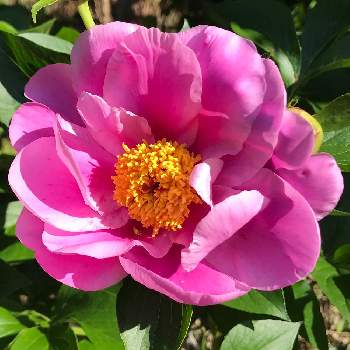 風薫る五月の画像 by mokoさん | 畑とシャクヤクとスマホ撮影とピンクの花と風薫る五月と癒しと感謝と我が家と祈りとありがとうと綺麗と令和4年と可愛いと花のある暮らしとかわいいとiPhone撮影