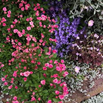 玄関脇の花壇の投稿画像一覧 Greensnap グリーンスナップ