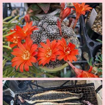 多肉植物の花の画像 by まーさん | 小さな庭と多肉植物の花とマイコレクションと多肉マニア