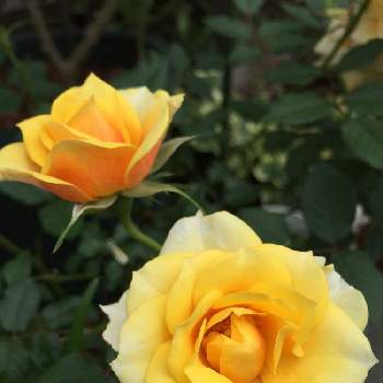 ミニ薔薇♡の画像 by teru teruさん | 小さな庭とミニ薔薇♡とばら バラ 薔薇と薔薇に魅せられてと癒されますとおうち園芸とGSに感謝。とバラ鉢植えと薔薇の咲く庭と薔薇初心者と花のある暮らしと薔薇大好き