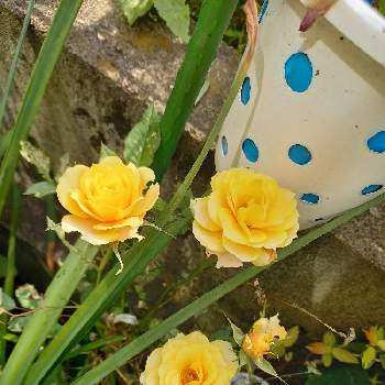 素敵なガーデンの画像 by りぼんさん | 小さな庭とミニバラと黄色い花と花のある暮らしと素敵なガーデンとおうち園芸