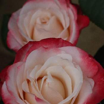 バラ   ノスタルジーの画像 by オカトラノオさん | 小さな庭とガーデニングとばら バラ 薔薇と鉢植えのバラとバラ   ノスタルジー