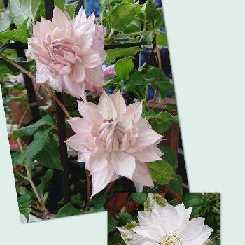 クレマチス春姫の投稿画像一覧 Greensnap グリーンスナップ